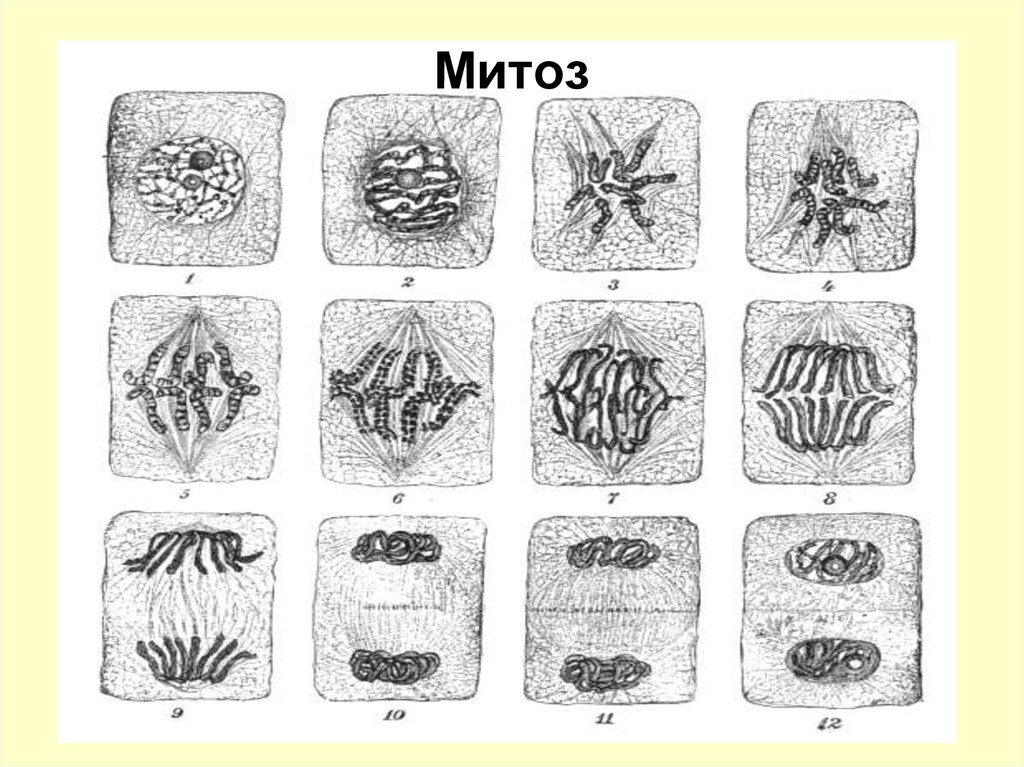 Митоз картинки. Митоз рисунок. Митоз схема ЕГЭ. Стадии митоза без подписей. Схема митоза с подписями.