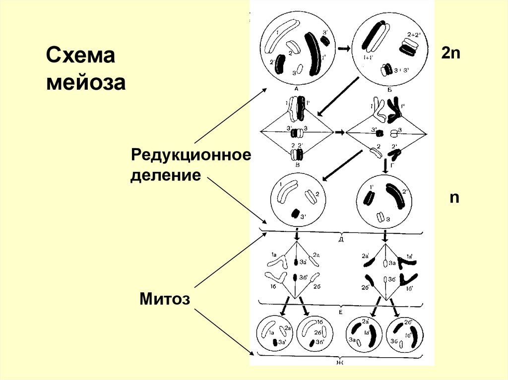 Каким номером на схеме обозначено мейотическое. Схема митоза 2n. Схема мейоза редукционное деление. Схема мейоза 2n 2. Упрощённая схема мейоза.