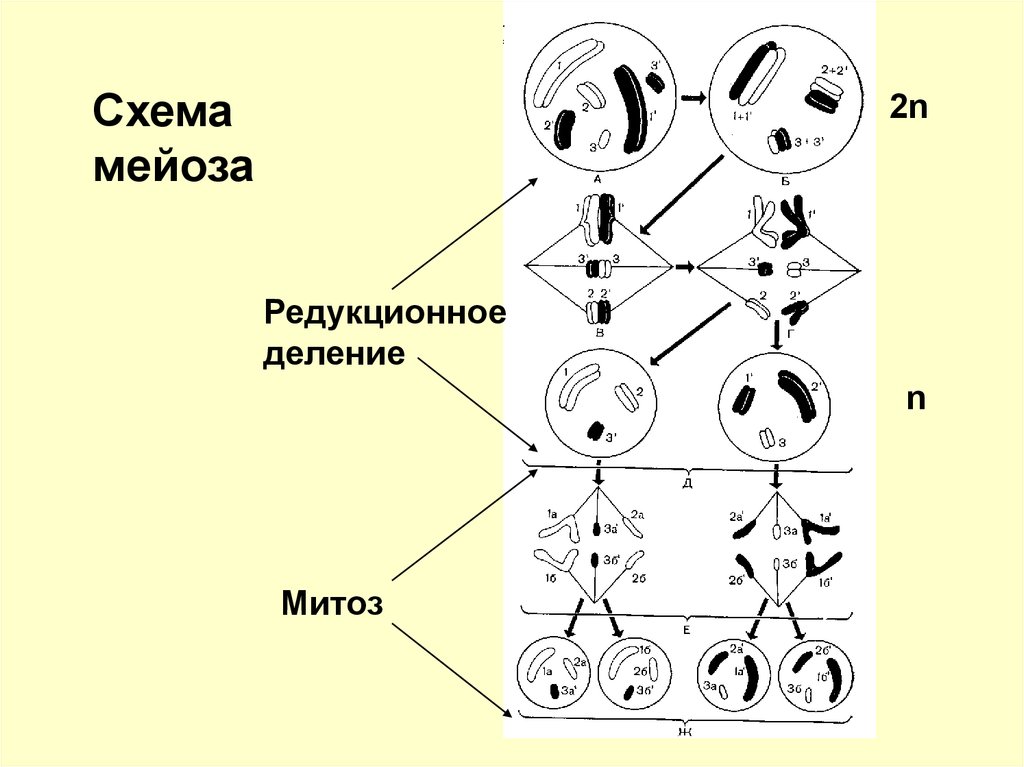 Редукционное деление. Схема мейоза редукционное деление. Схема митоза 2n. Упрощённая схема мейоза. Схема мейоза 2n 2.