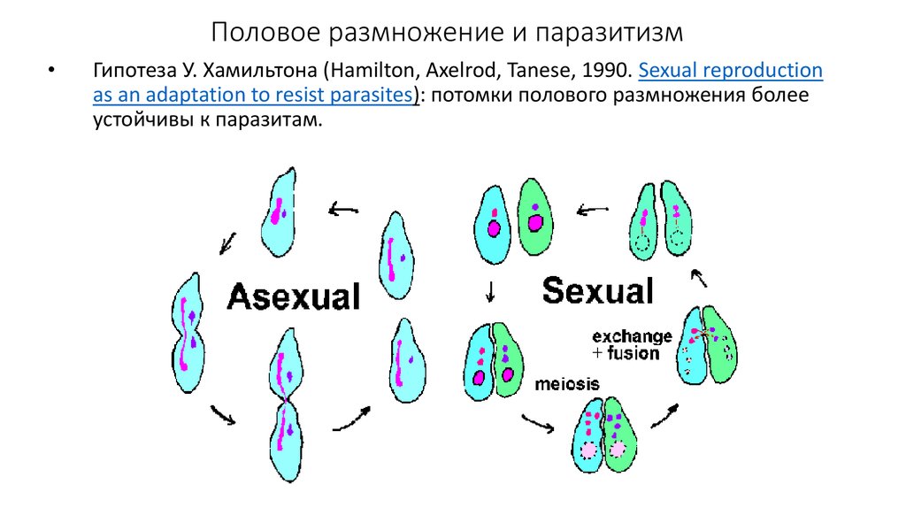 Гибриды полового размножения