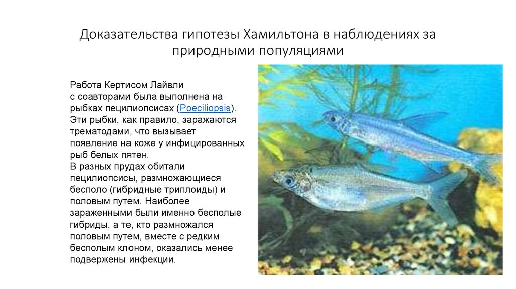 В пруду обитает популяция. Триплоиды рыб. Наблюдение за природными популяциями показывают.
