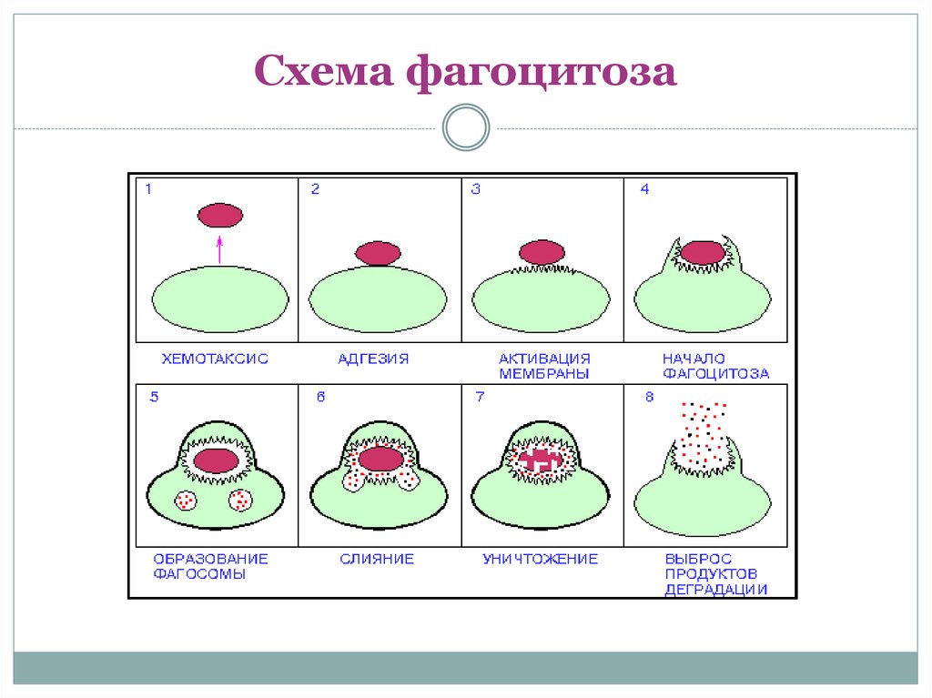 Стадии фагоцитоза схема