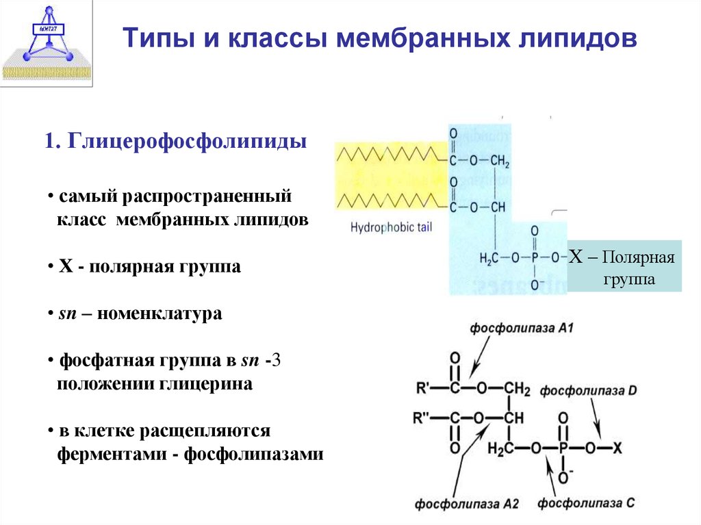 Липиды мембран. Мембраны основные классы липидов. Основные классы мембранных липидов. Функции липидов в составе мембран. Типы и функции мембранных липидов.