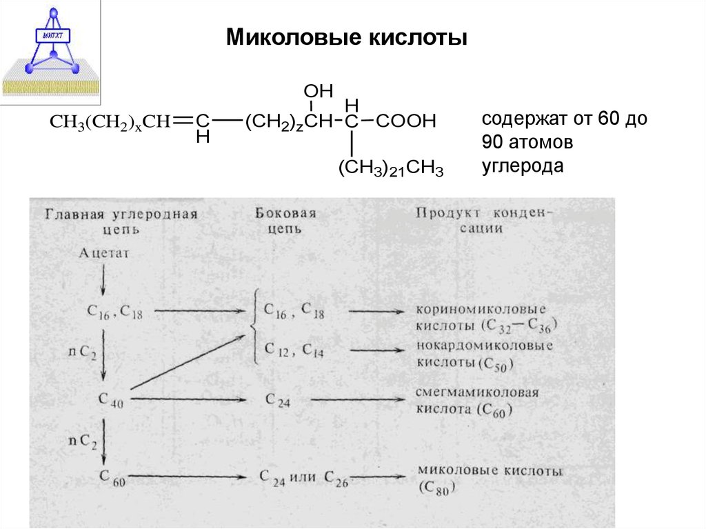 Кислоты углерода. Миколовые кислоты. Миколовые кислоты у микобактерий. Миколовые кислоты строение. Миколовые кислоты у бактерий.