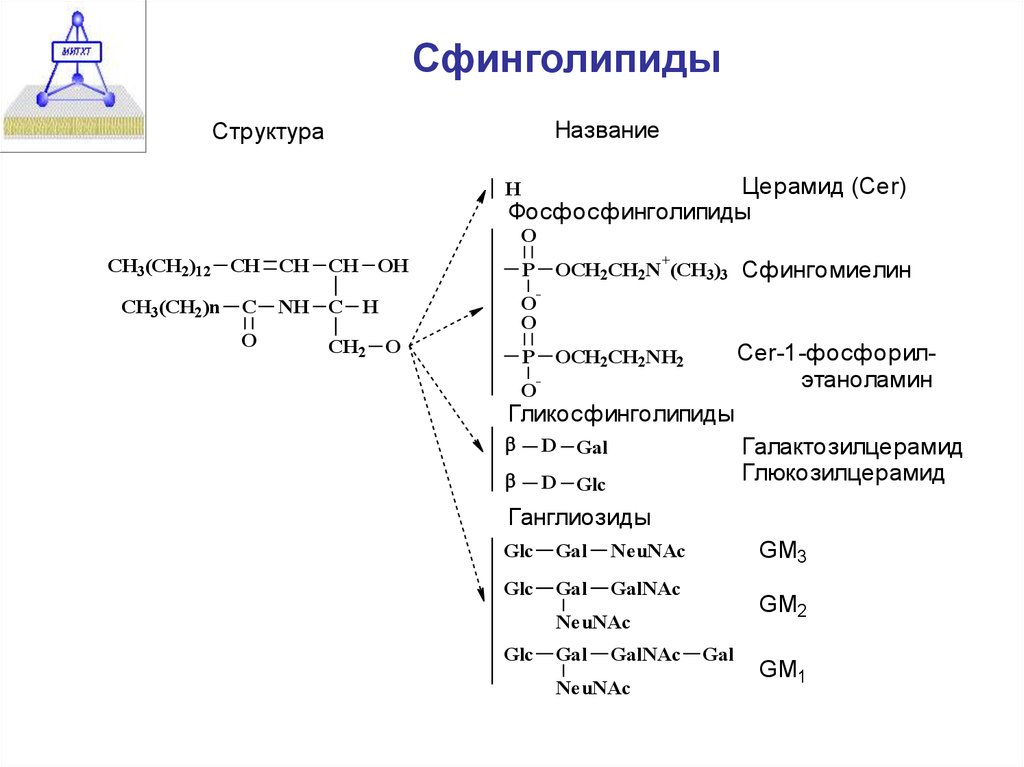 Структура глицерофосфатов и сфинголипидов. Строение сфингофосфолипидов. Сфинголипиды строение и биологическая роль. Функции сфинголипидов. Фосфосфинголипиды формула.