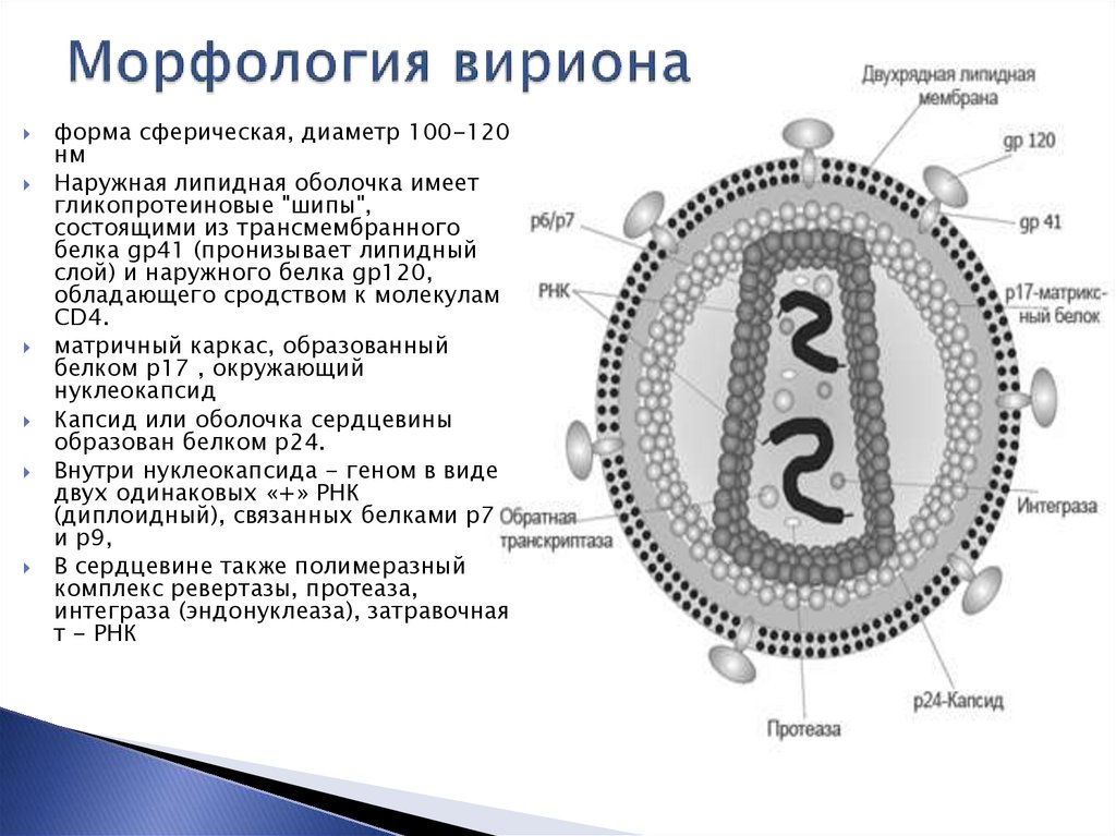 Вирион. Морфология и структура вирионов. Структура вириона микробиология. Морфология и состав вириона Назначение структурных элементов. Морфология вирусов структура вириона.