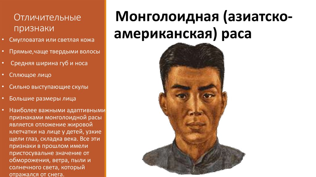 Какой морфологический признак не характеризует монголоидную расу. Монголоидная раса характеристика.