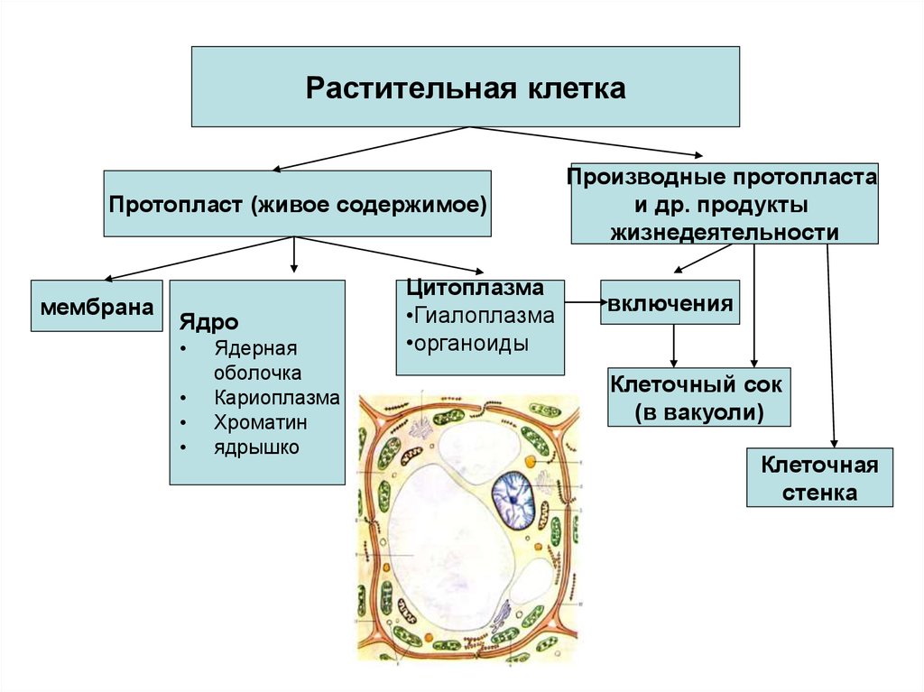 Как видно на рисунках 1 3 живое содержимое растительной клетки во время плазмолиза уменьшается в