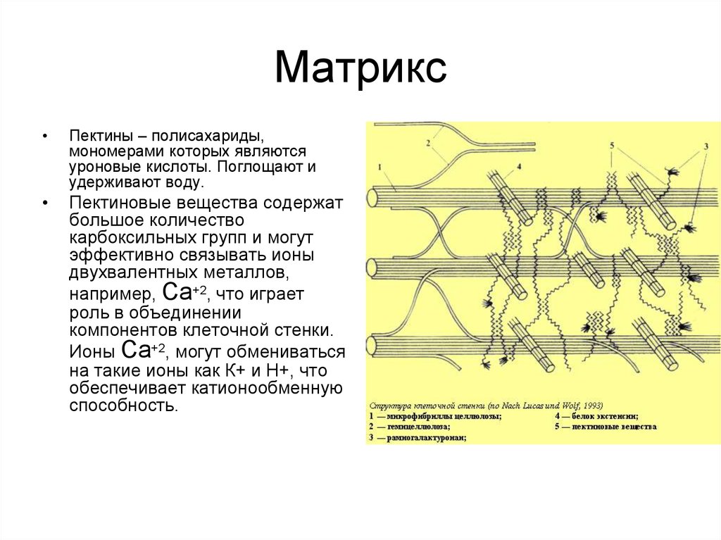 В состав клеточной стенки растений входит. Матрикс клеточной стенки. Белки матрикса. Матрикс в клетках растений. Полисахариды клеточной стенки растений.