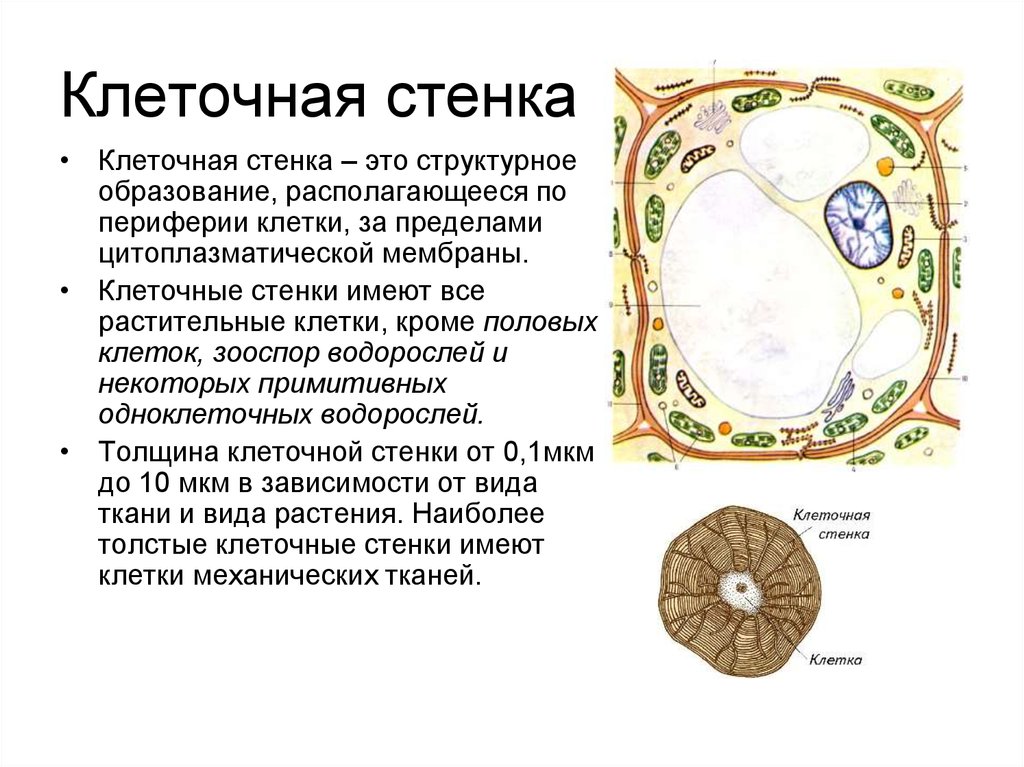 Клеточная стенка клетки растений. Клеточная стенка рамтительных кл. Состав клеточной стенки растительной клетки. Клетка растения оболочка клеточная стенка ). Структура и функции клеточной стенки растительных клеток.