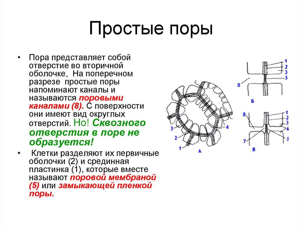 Функция поры. Поры растительной клетки. Типы пор растительной клетки. Простые и окаймленные поры. Строение поры растения.