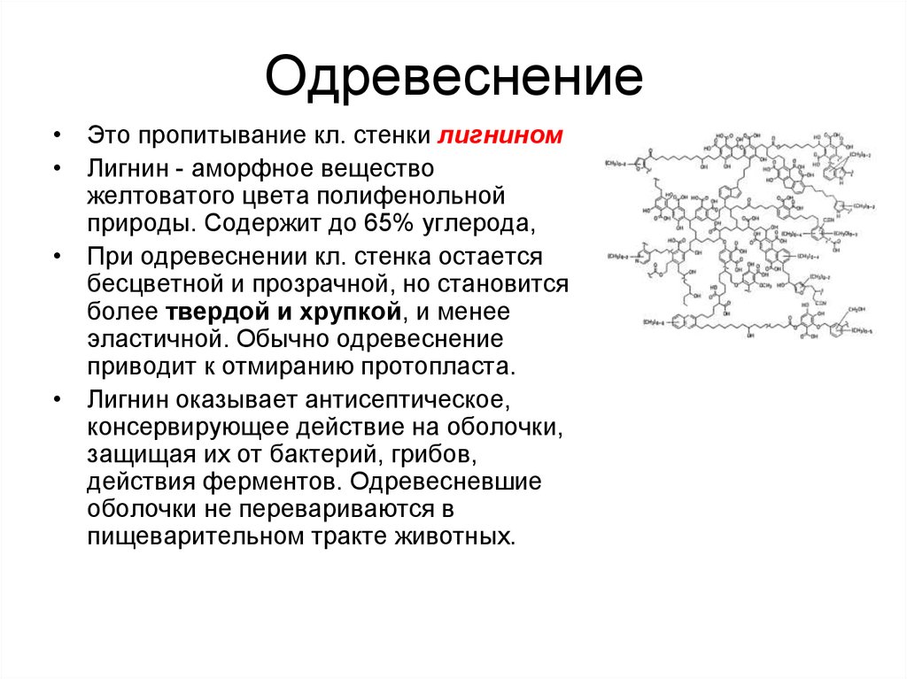 Для каких характерна клеточная стенка оболочка