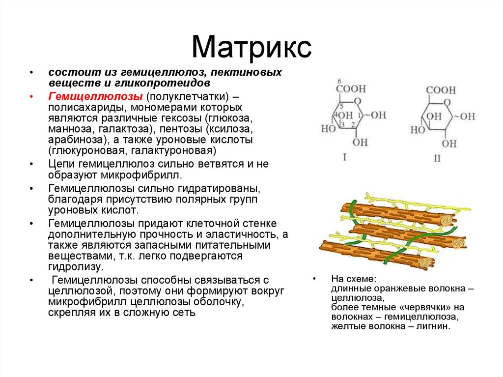 В состав какой структуры клетки входит целлюлоза