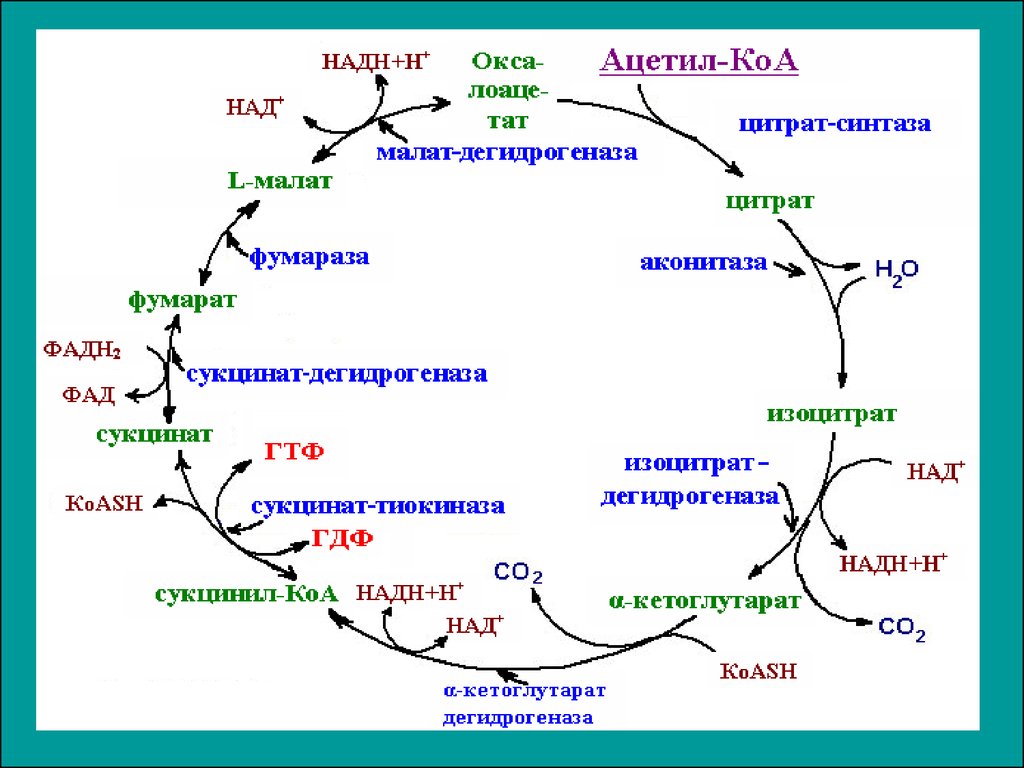 Цитратный цикл. Цикл трикарбоновых кислот (ЦТК). Цикл трикарбоновых кислот схема. Цикл трикарбоновых кислот ЦТК биохимия. Цикл трикарбоновых кислот Кребса биохимия.