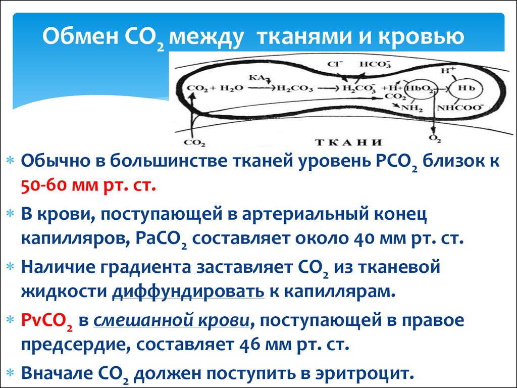 Расширению обмена между. Газообмен между кровью и тканями. Механизм газообмена между кровью и тканями. Газообмен между кровью и тканями физиология. Обменные процессы между кровью и тканями осуществляется.