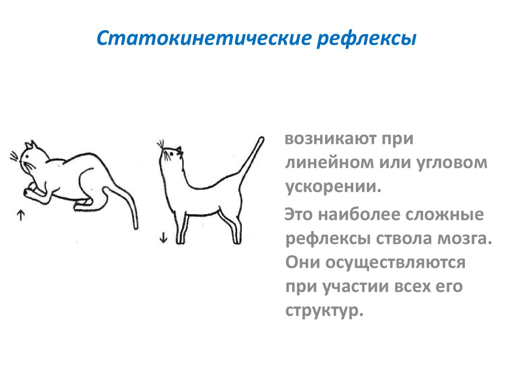 Распространенная ошибка при изображении рефлекса - 96 фото