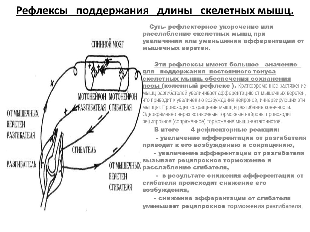 Схема рефлекса растяжения