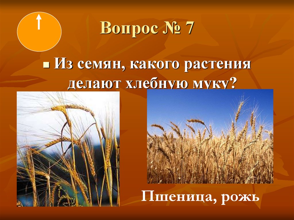 Из какой зерновой культуры делают хлеб. Рожь и пшеница. Из каких растений делают хлеб. Из какого растения делают пшеницу. Как называется растение из которого делают хлеб.