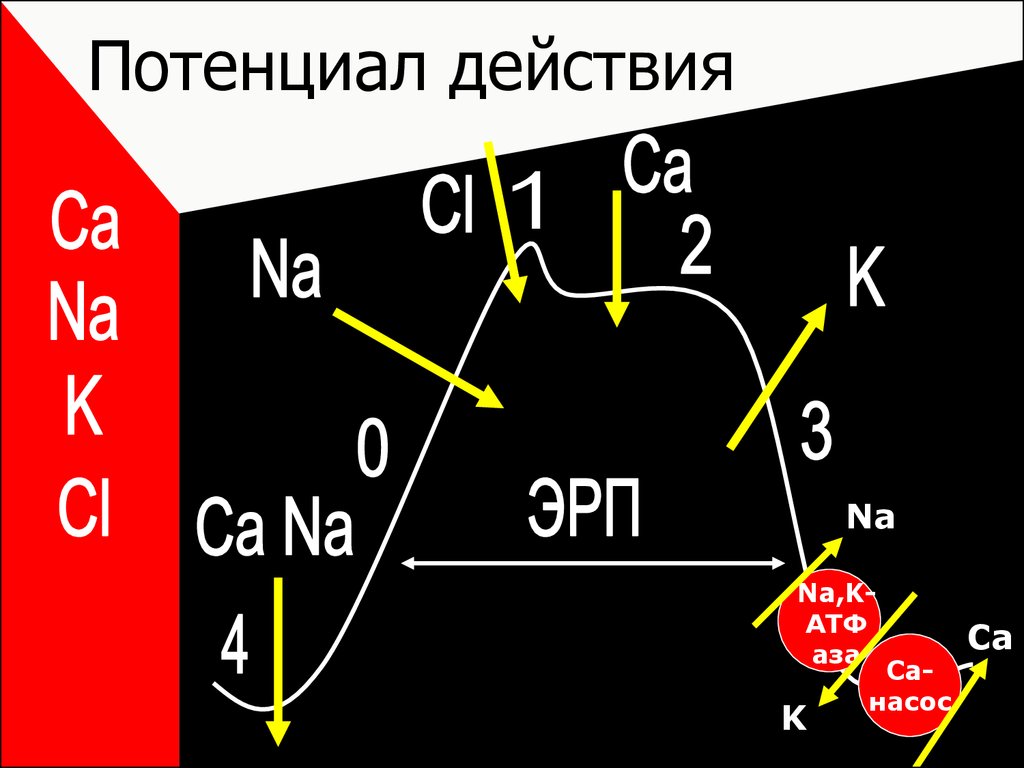 Потенциал действия