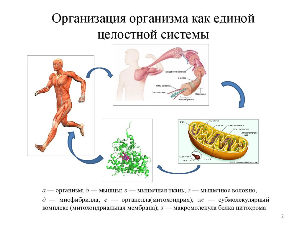 Уровни организма человека. Уровни организации организма. Системы органов организма человека.. Организм человека Единая целостная система. Целостность живых организмов. Целостность организма человека.