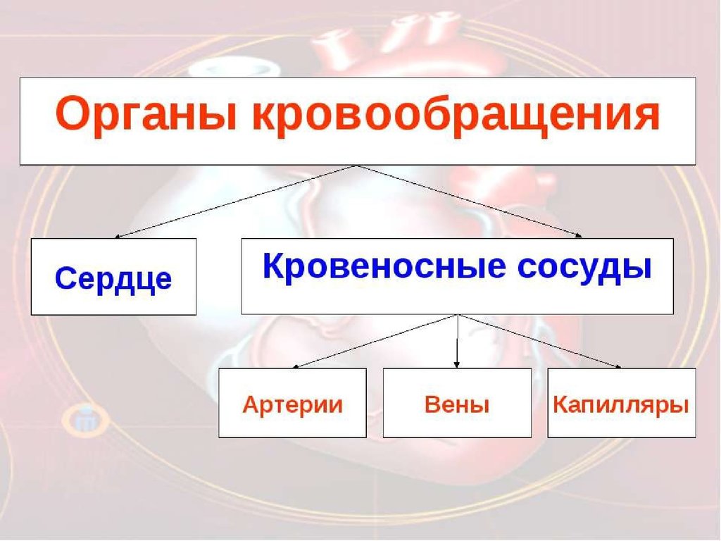 Органы кровообращения строение и работа. Органы кровообращения. Органы кровообращения 8 класс. Органы кровообращения презентация. Органы кровообращения 8 класс биология.