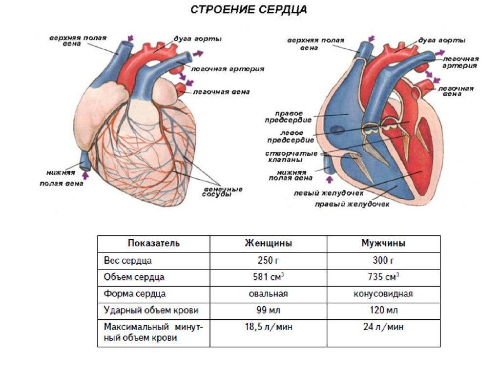 Сердцем отличай. Внешнее и внутренне строение сердца. Внешнее строение сердца схема. Внутреннее строение сердца анатомия. Схема внутреннего строения сердца.