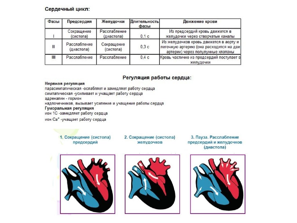 Физика работы сердца. Фазы сердечного цикла физиология. Сердечный цикл биология 8 класс. Схема сердечного цикла физиология. Систола желудочков 2 фазы.