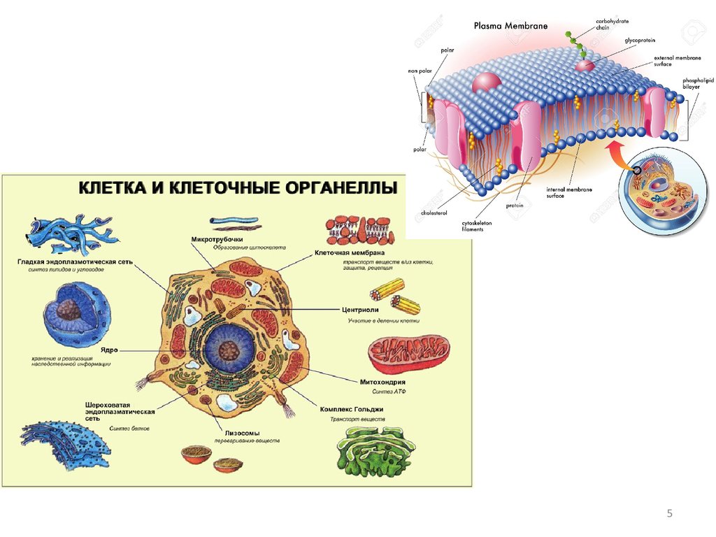 Клетка самое главное. Функции органелл клетки рисунок. Клеточные органоиды схема. Схема основных органоидов клеток. Органоиды клетки профильный уровень.