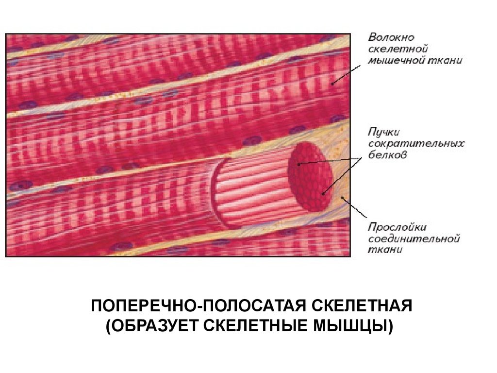Сухожилия образованные из ткани. Поперечно полосатую мышечную ткань образуют клетки. Скелетные поперечнополосатые мышечные ткани. Поперечнополосатая Скелетная мышечная ткань. Строение поперечно полосатой мышечной клетки.