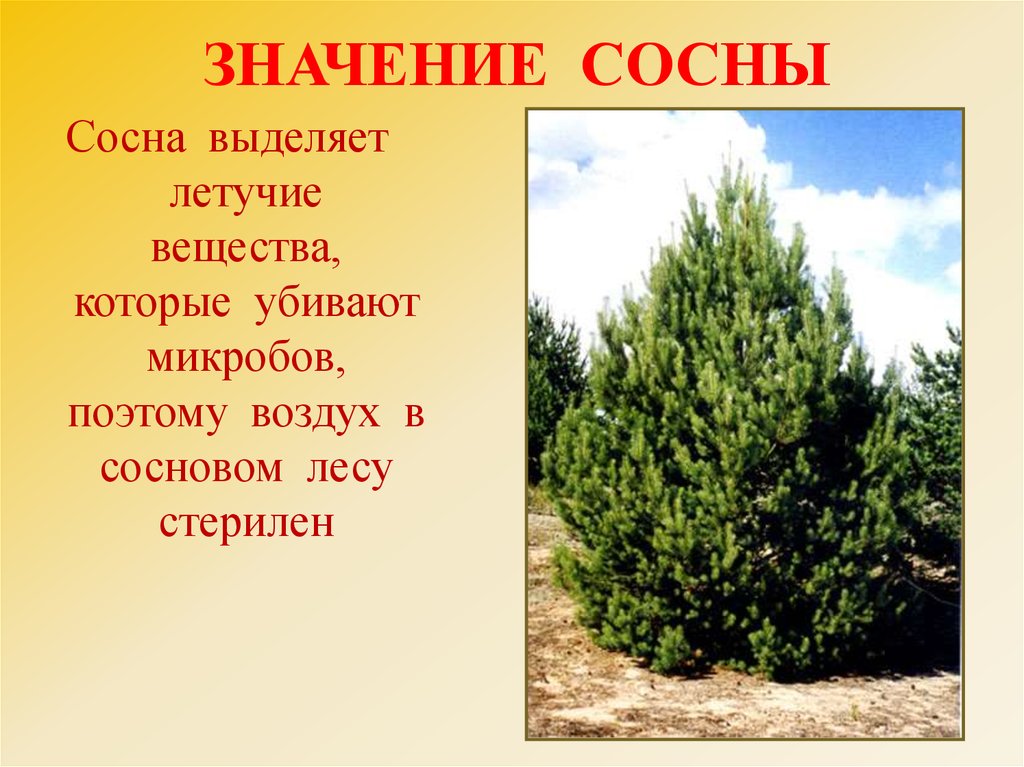 Каково значение хвойных. Значение сосны. Значение сосны обыкновенной. Сосна обыкновенная описание. Значение ели и сосны.