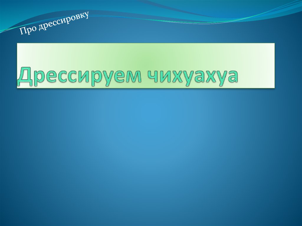 Дрессируем чихуахуа