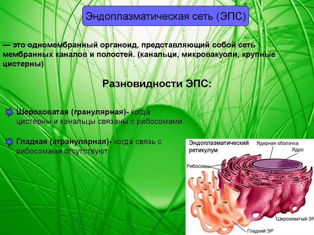 Одномембранные органоиды презентация