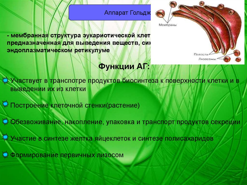 Одномембранный органоид клетки. Мембранные органоиды клетки презентация. ЭПС одномембранный органоид. Одномембранные органоиды клетки.