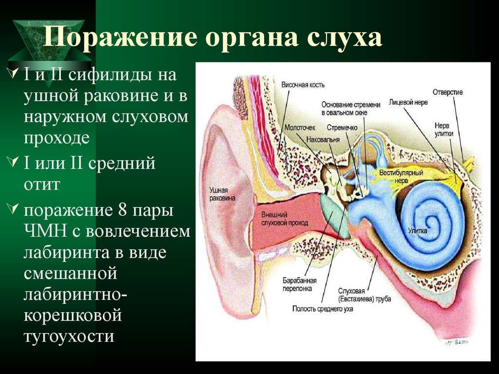 Нервы органа слуха. Орган слуха. Орган слуха ушная раковина. Органа равновесия ушной раковины.