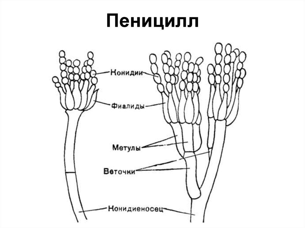 Строение рисунок с подписями. Конидии пеницилла. Конидиеносец пеницилла. Пенициллин гриб строение. Гриб пеницилл строение.