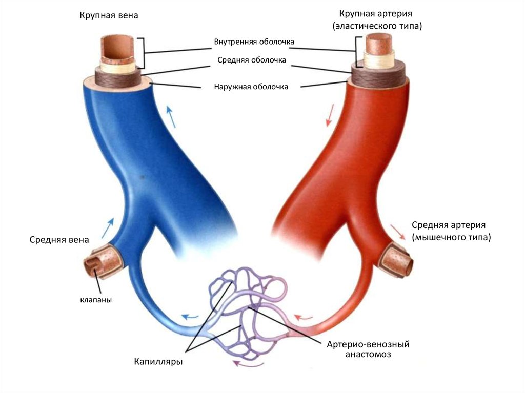 Артерии вены капилляры. Строение артерии анатомия. Строение артериальной вены.
