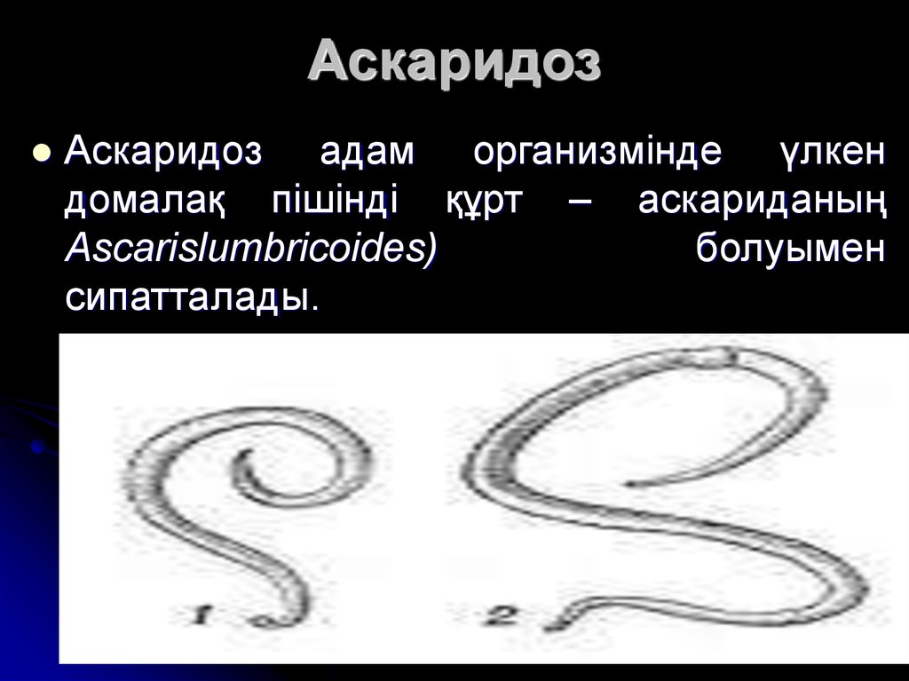 Презентация на тему аскаридоз