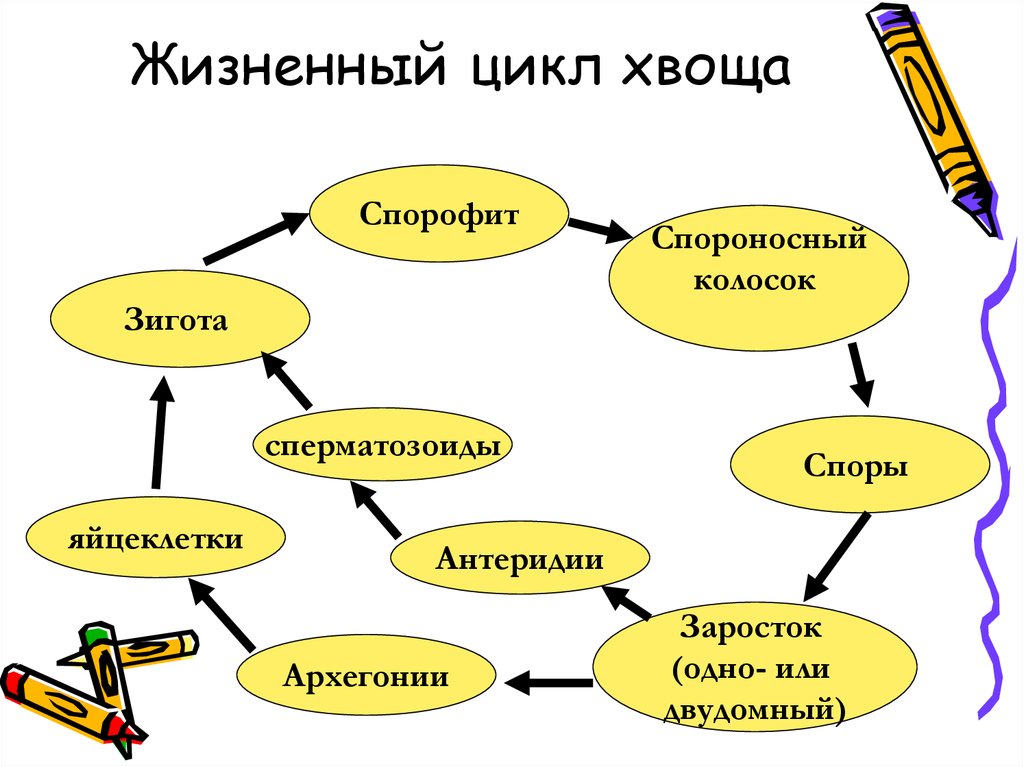 Цикл развития хвоща схема