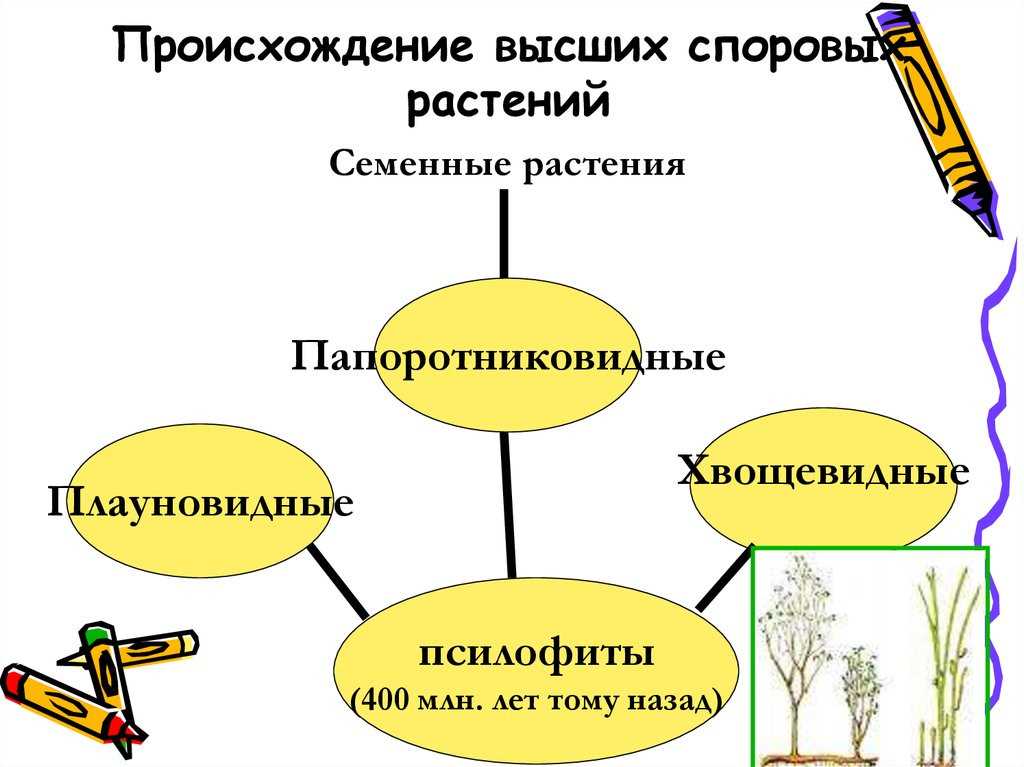 Роль высших споровых растений в природе 6 класс план