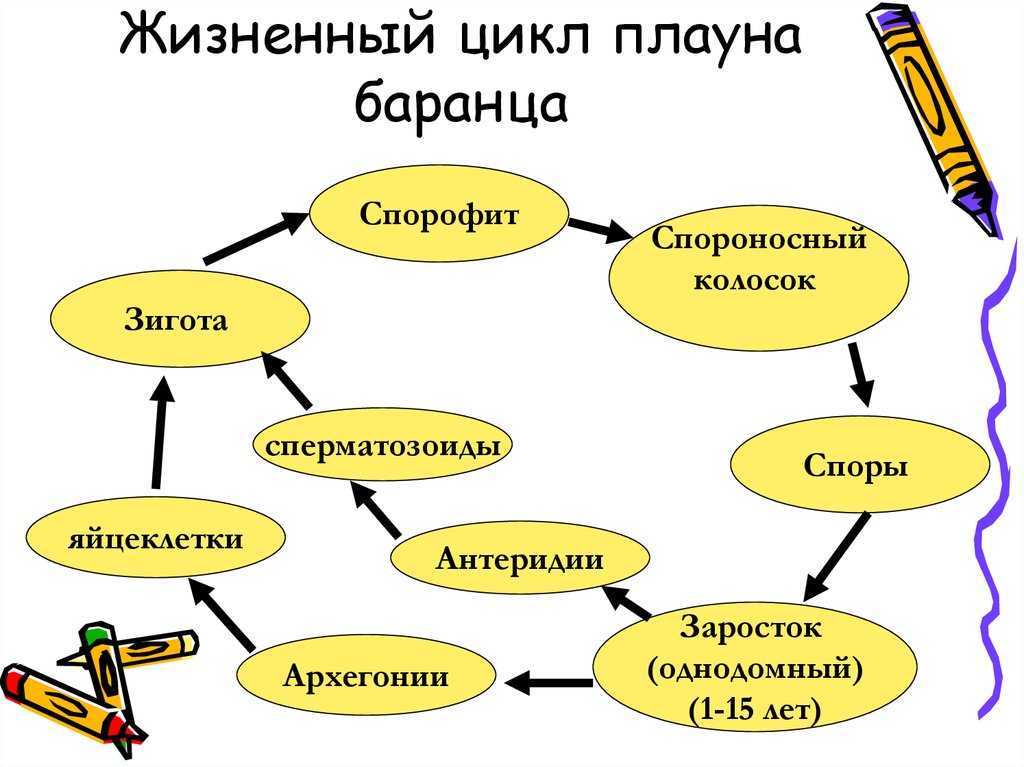 Жизненный цикл плауна схема