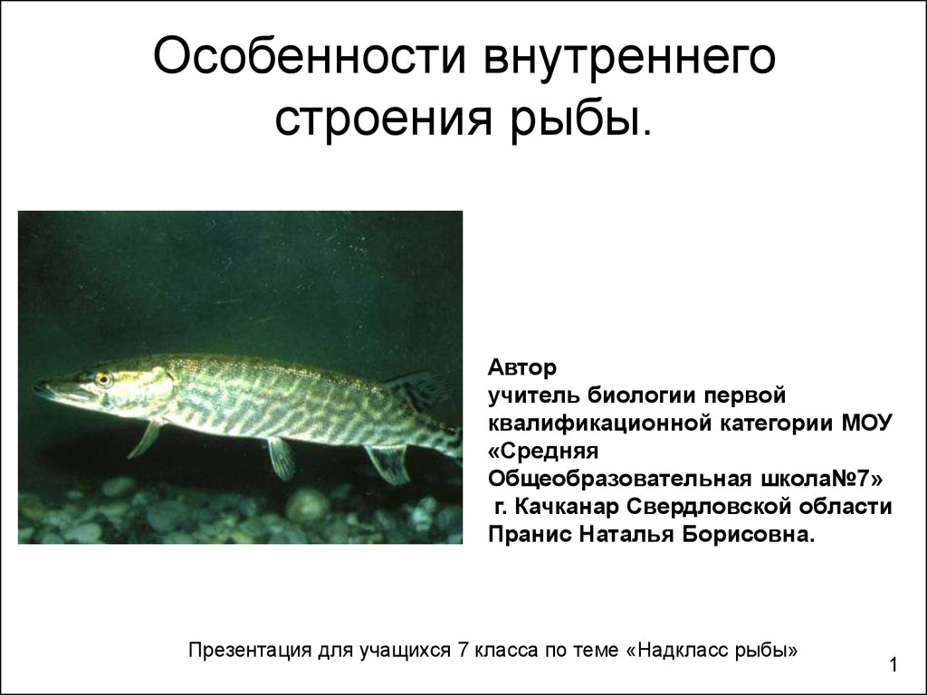 Особенности внутреннего строения щуки. Особенности внутреннего строения рыб. Особенности строения щуки. Особенности внутреннего строения рыб 7 класс биология.