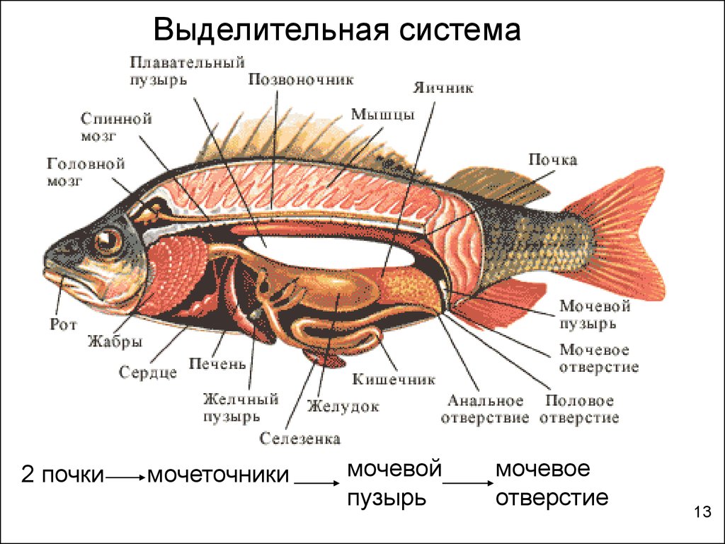 Рыбы огэ биология. Внутреннее строение костной рыбы. Внутренне строение костной рыбы 7 класс биология. Внутреннее строение костистой рыбы. Рис 114 внутреннее строение костной рыбы.