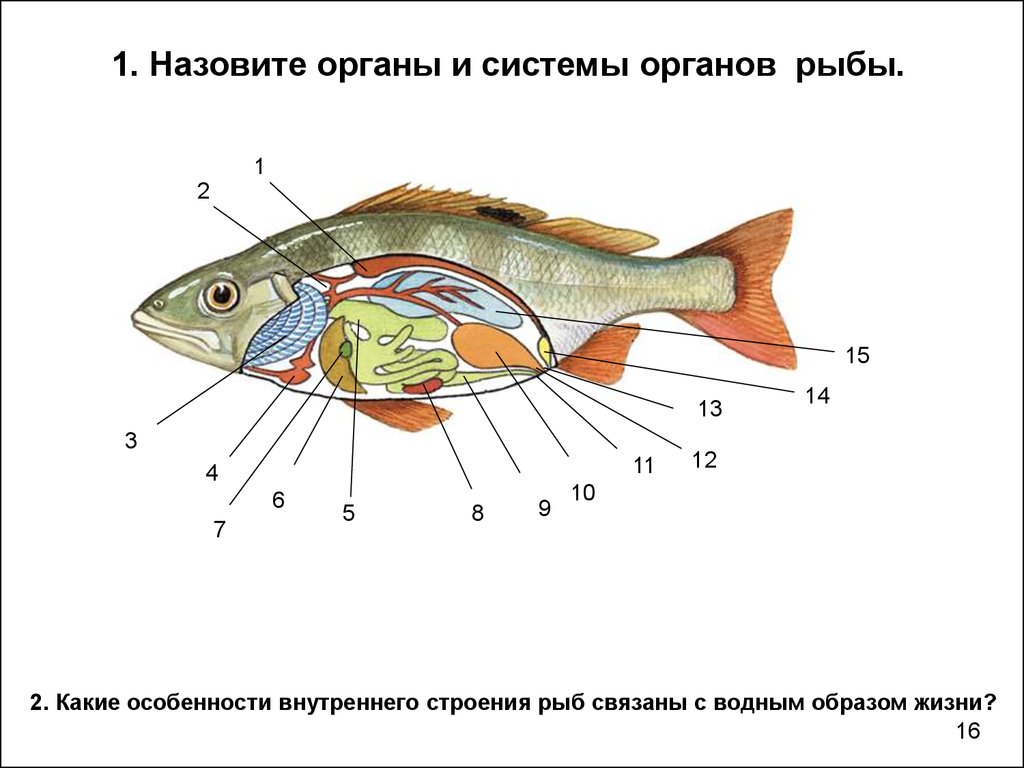 Внутренние органы рыбы схема