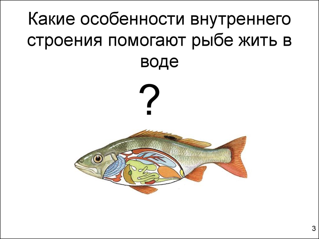 Внутренние особенности рыб. Строение рыбы. Внутреннее строение рыбы. Внутреннее строение рыбы рисунок. Внутреннее строение рыбы схема.