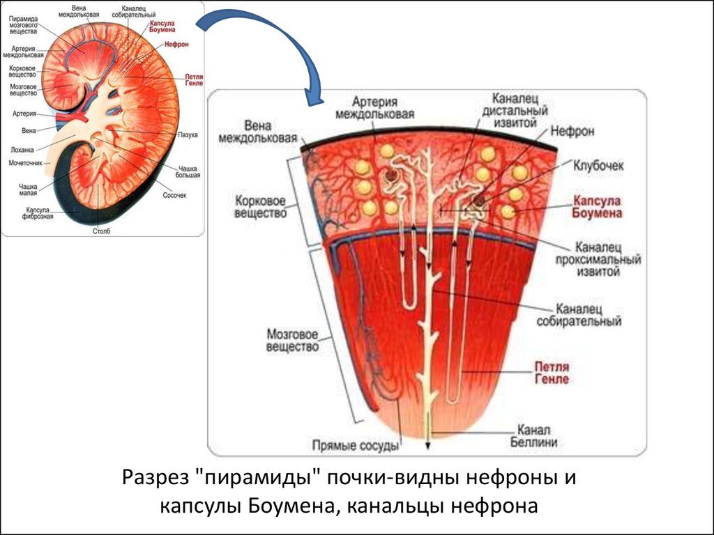 Почечный каналец на рисунке