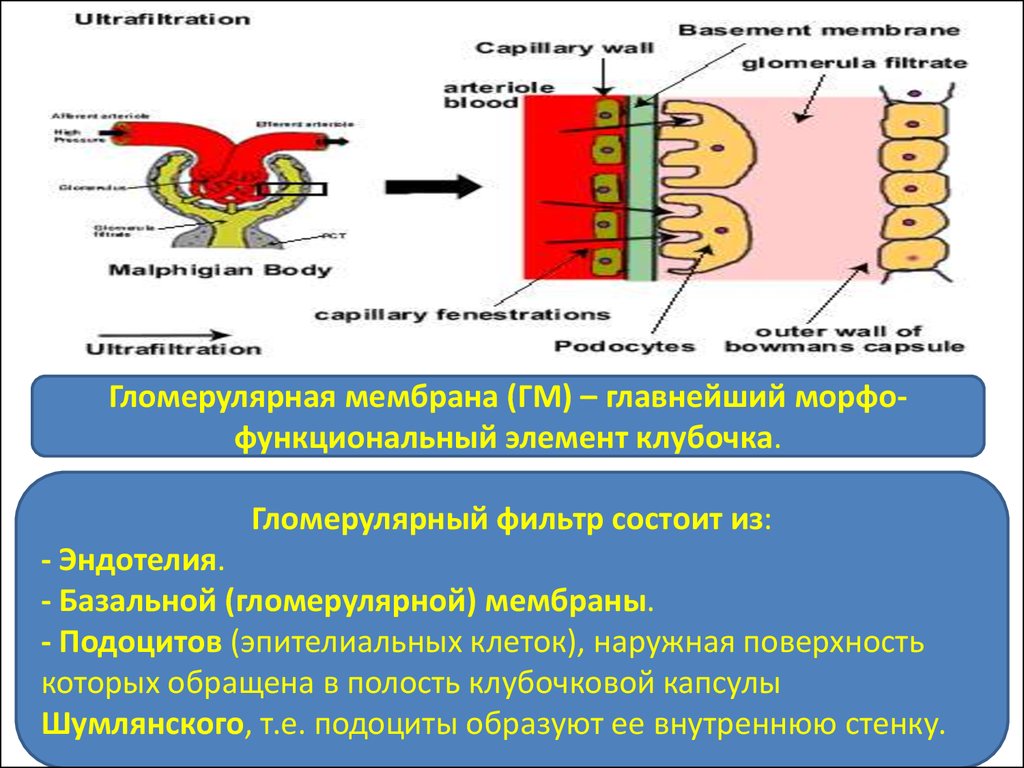 Базальная мембрана клубочка. Гломерулярная базальная мембрана состоит. Гломерулярный фильтр почек строение. Гломерулярный фильтр физиология. Гломерулярная базальная мембрана состоит из.