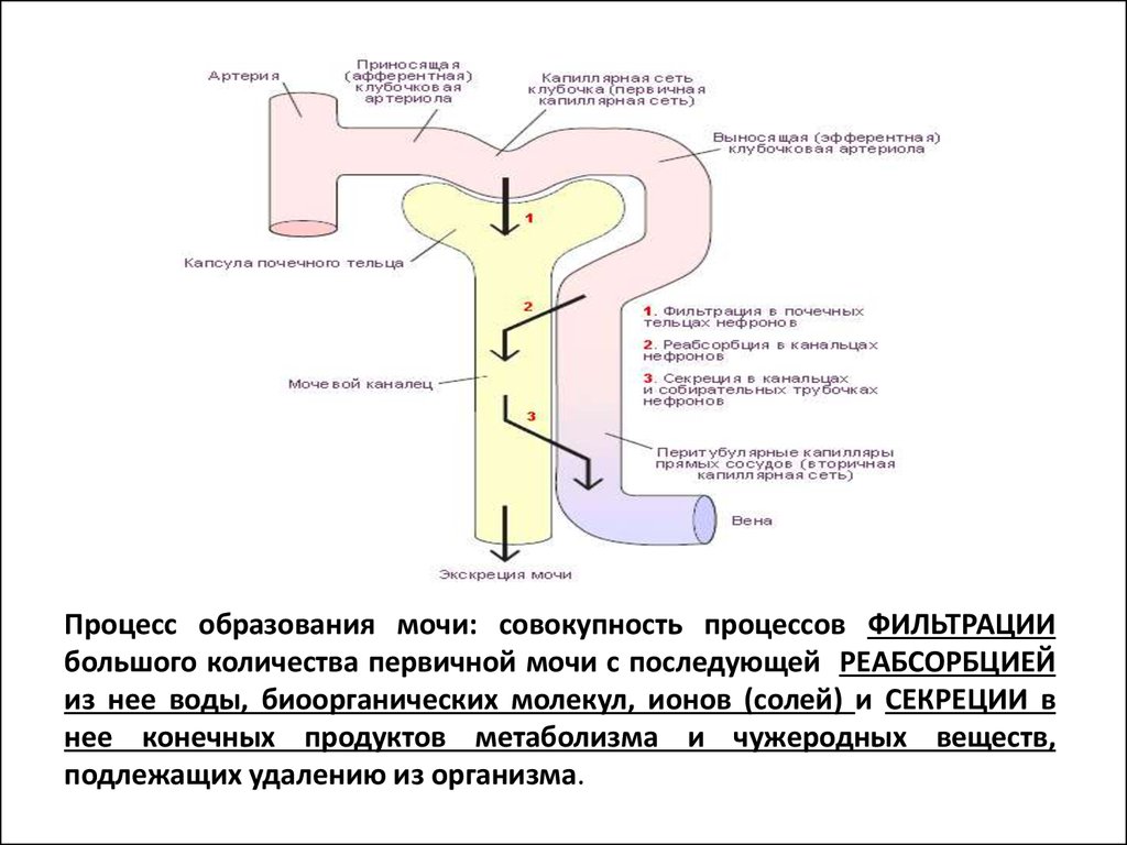 Нарушение реабсорбции почек. Образование первичной мочи. Образование мочи фильтрация схема. Механизм образования мочи кратко. Механизм фильтрации и реабсорбции в капиллярах.