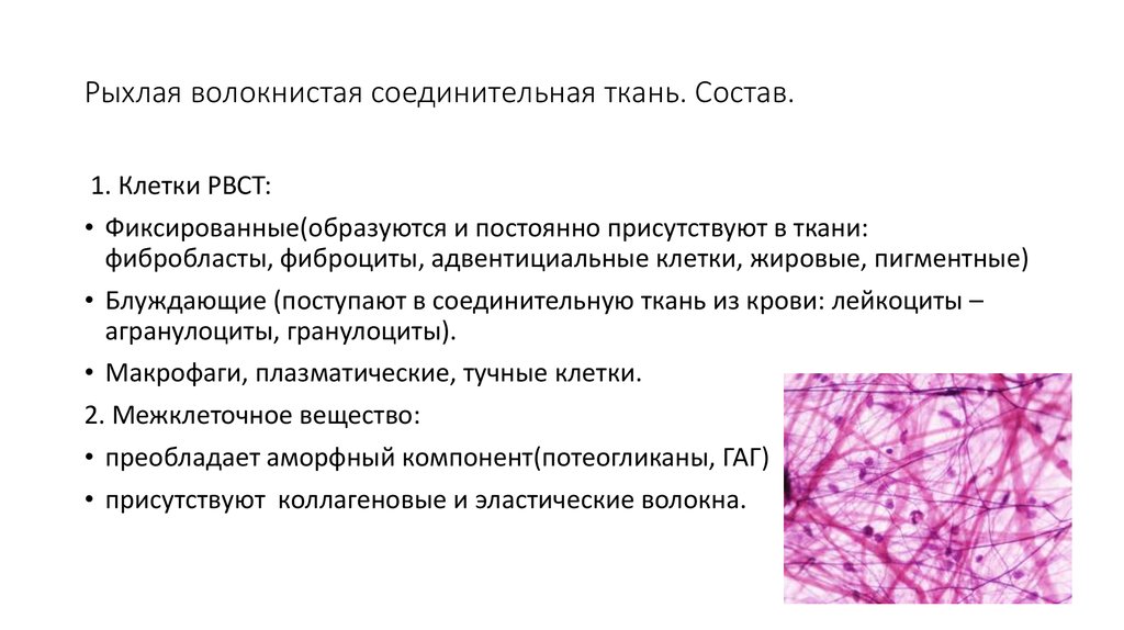 К волокнам соединительной ткани относится