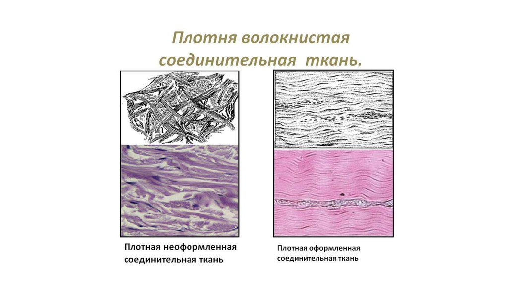 Плотная волокнистая соединительная ткань рисунок