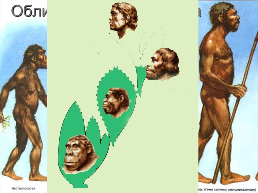 Облик древнего человека